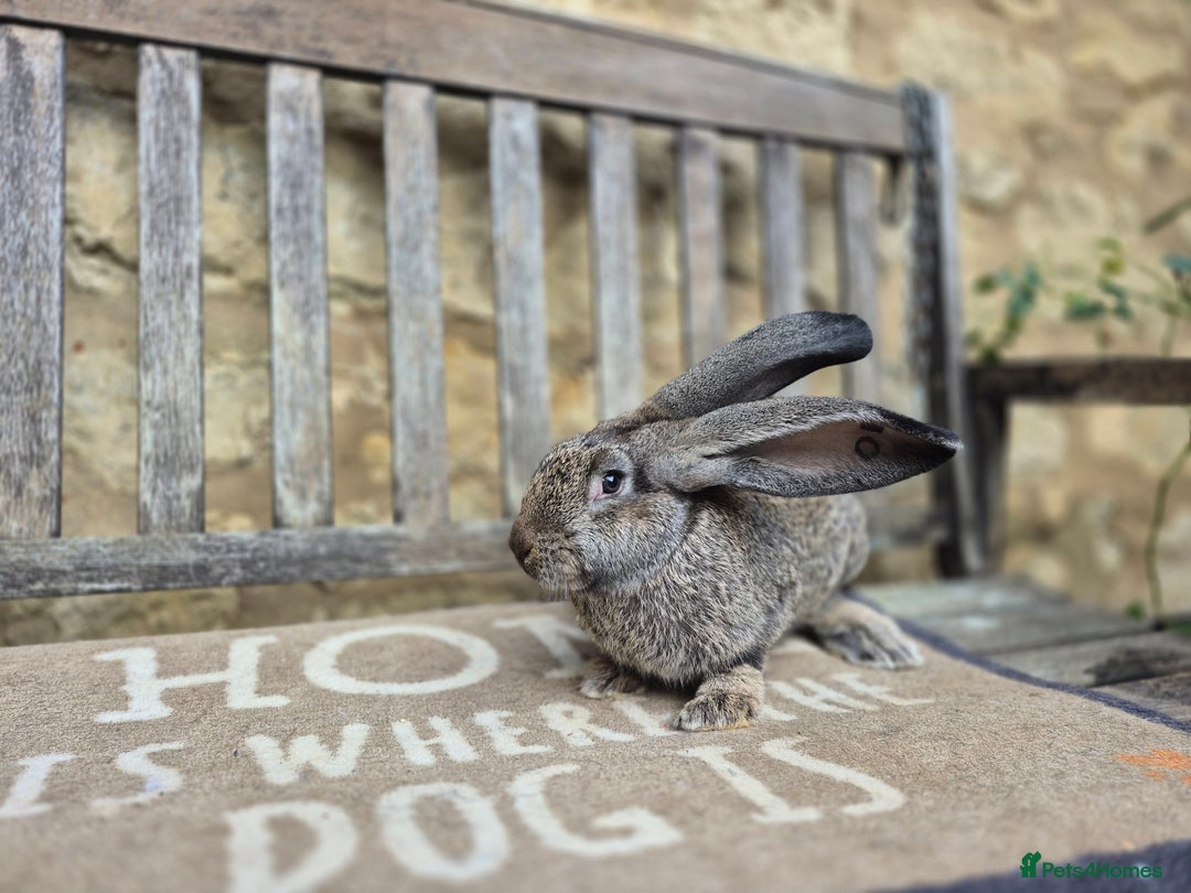 Continental Giant rabbits for sale: Pure Continental Giant Vaccinated  - Image 14