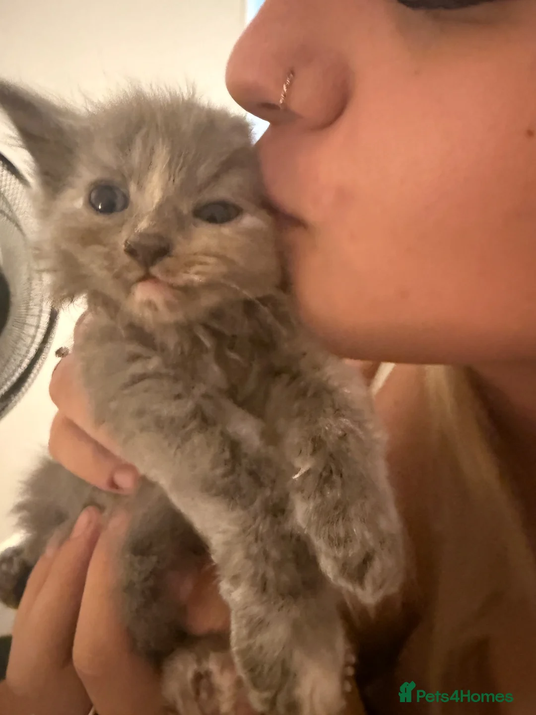 Maine Coon cats for sale: Stunning Maine Coon X Kittens. Ready now. in Ferndown - Advert 6
