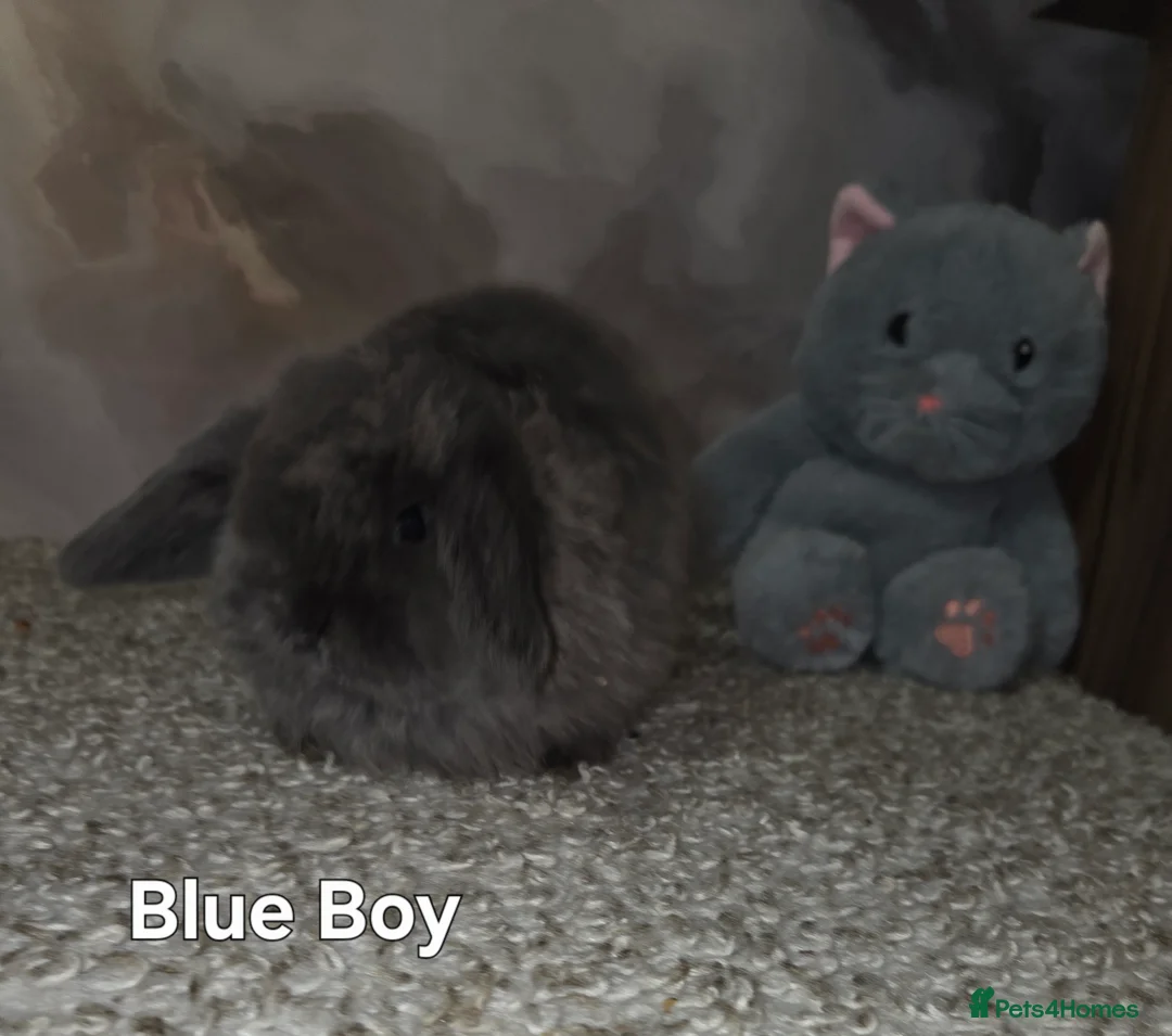 Mini Lop rabbits for sale: PURE MINI LOP BUNNIES ( All COLOURS) - Advert 15