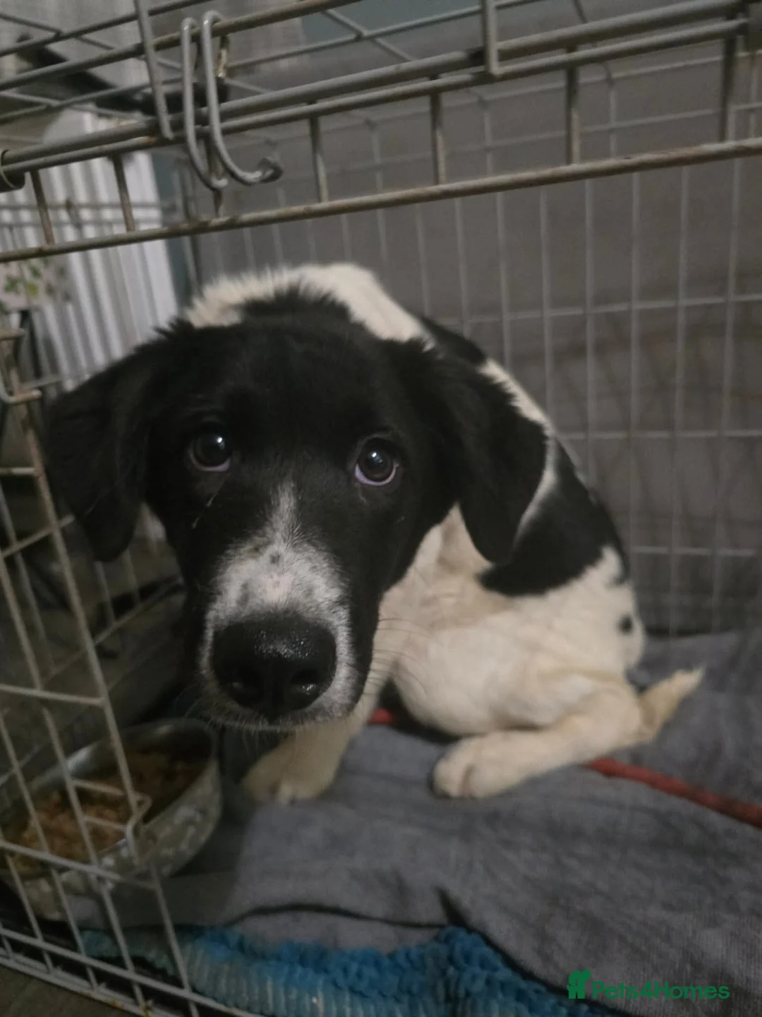 Mixed Breed dogs for adoption: ANGEL by name ANGEL by nature - Advert 10