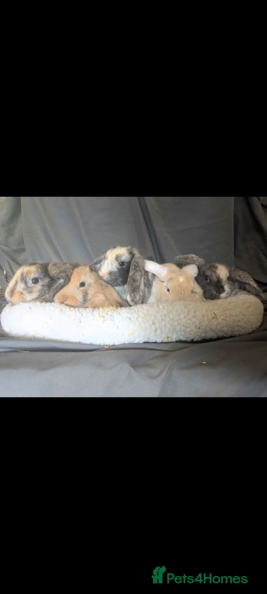 Mini Lop rabbits for sale: Stunning mini lop babies - Advert 1