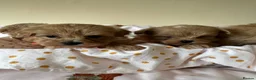 Maltipoo dogs for sale: Minature Multipoo Puppies - Advert 23