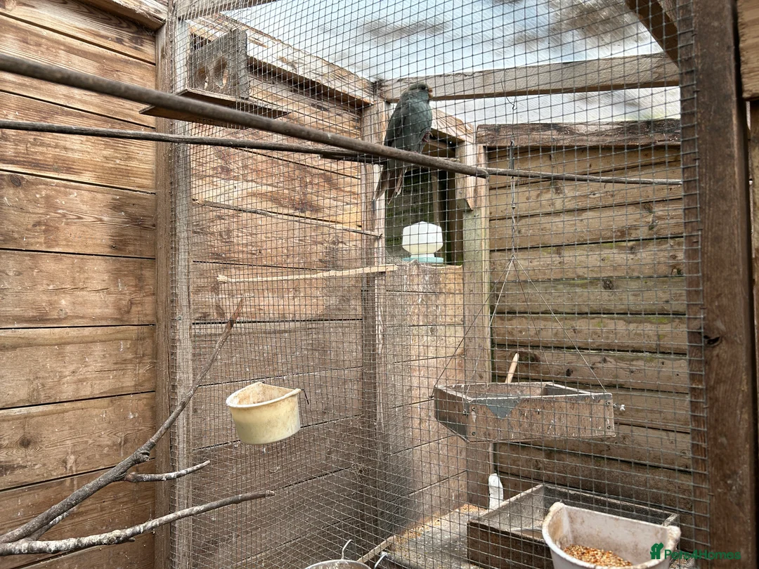 Cockatiels birds for sale: Kakariki - Advert 1