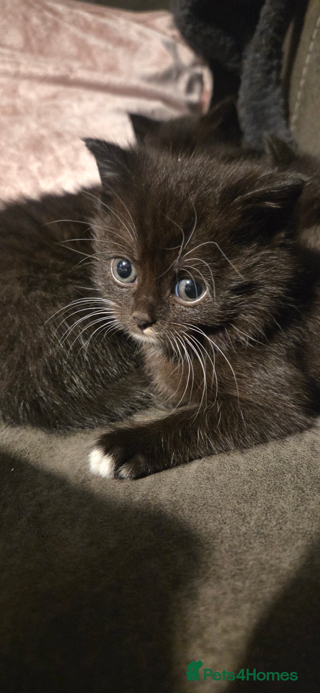 Mixed Breed cats for sale: 4 Adorable kittens ready 14th December - Advert 8