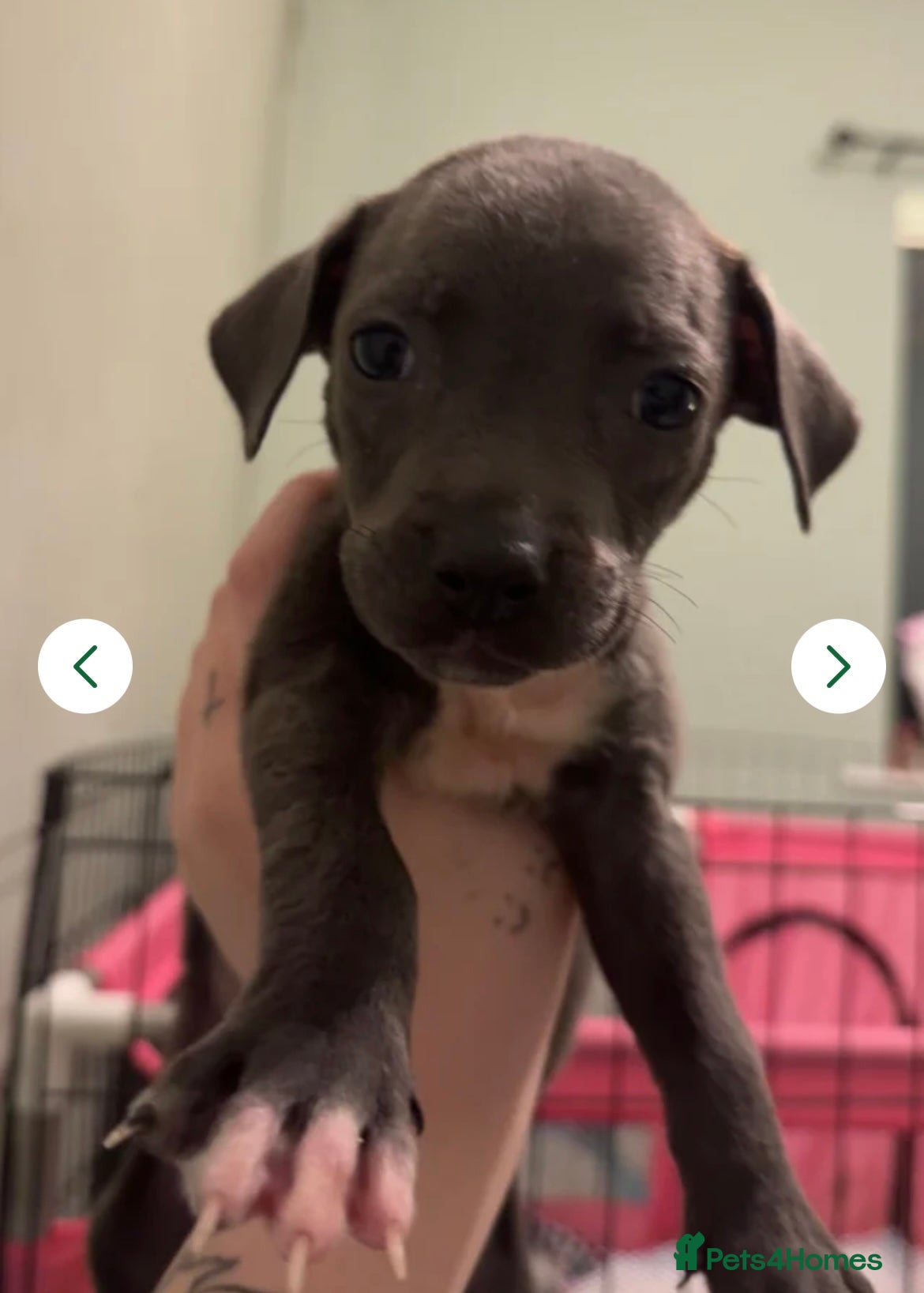 Mixed Breed dogs 2 puppies for sale - Advert 1