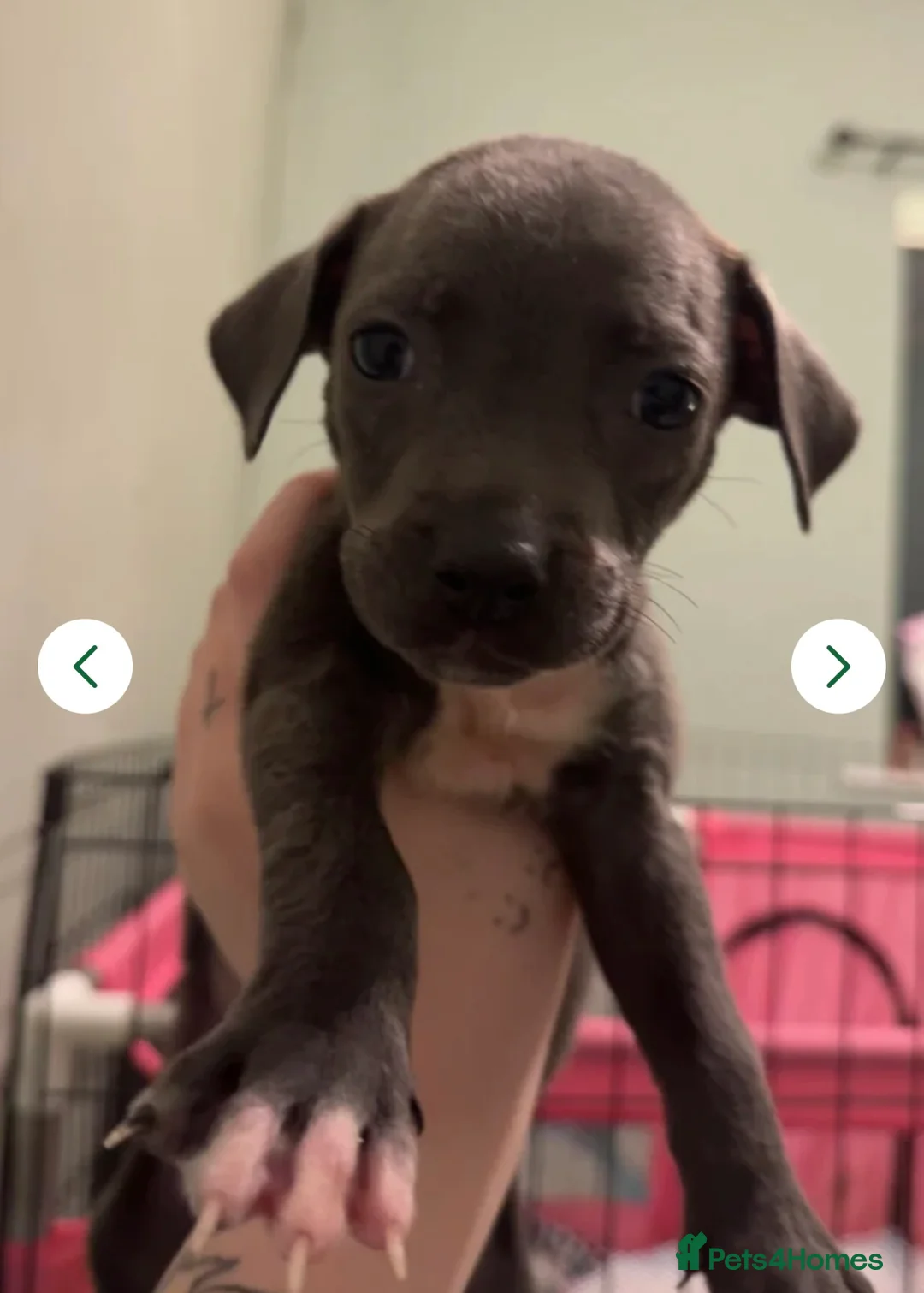 Mixed Breed dogs for sale: 2 puppies for sale - Advert 1