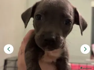 Mixed Breed dogs 2 puppies for sale - Advert 1