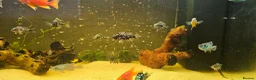 Cichlids fish for sale: Fish for sale  - Advert 6