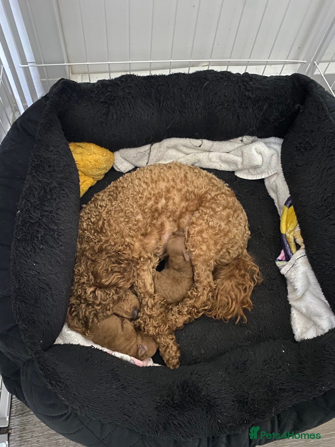 Toy Poodle dogs for sale: Toy poodle  - Advert 4