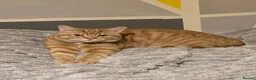 Mixed Breed cats for sale: Bubu – Playful Bengal x British Shorthair Boy - Advert 2