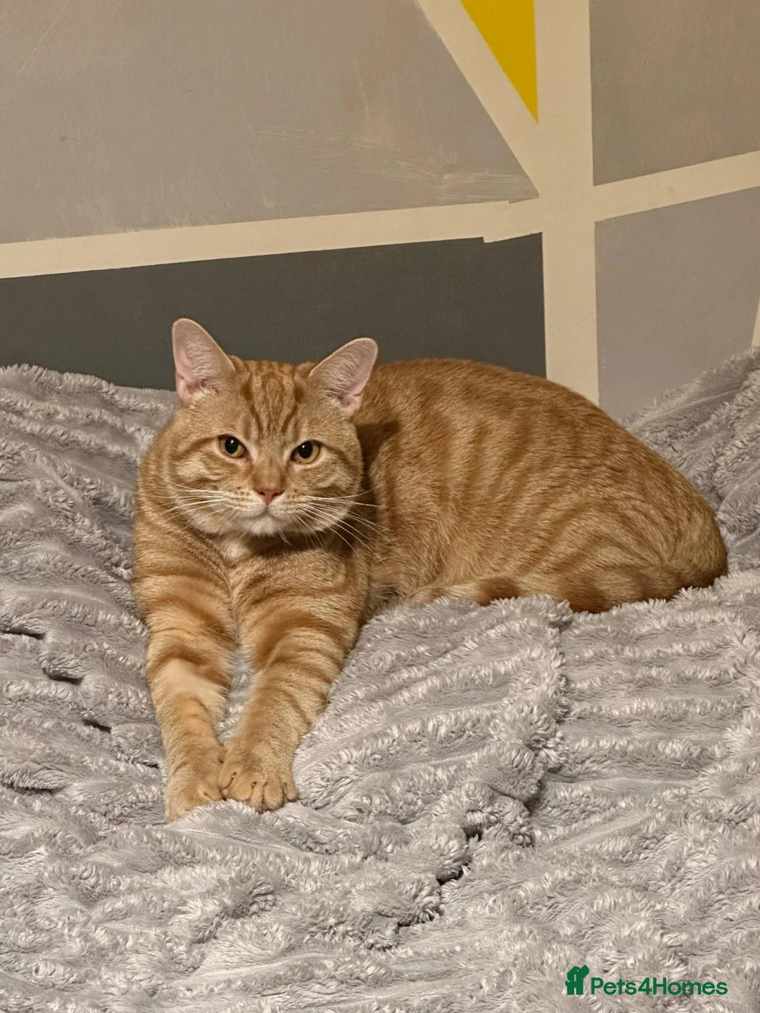 Mixed Breed cats for sale: Bubu – Playful Bengal x British Shorthair Boy - Advert 2