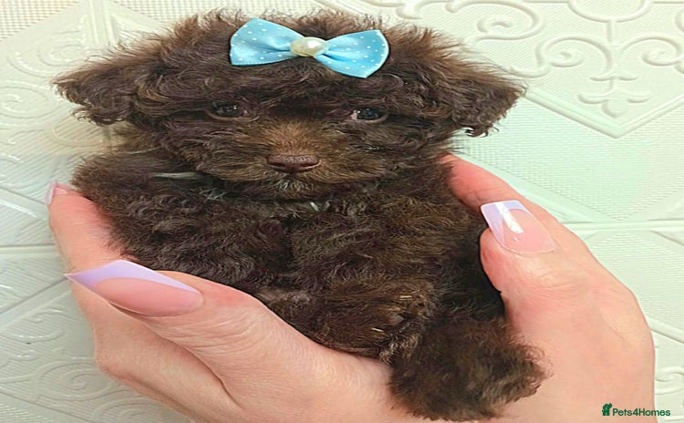 Maltipoo dogs - Advert 2