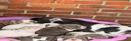 English Bulldog dogs for sale: Rare mini english bulldogs  - Advert 38