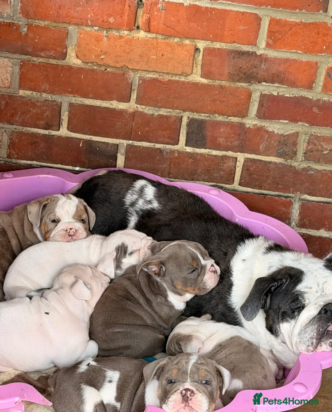 English Bulldog dogs for sale: Rare mini english bulldogs  - Advert 38