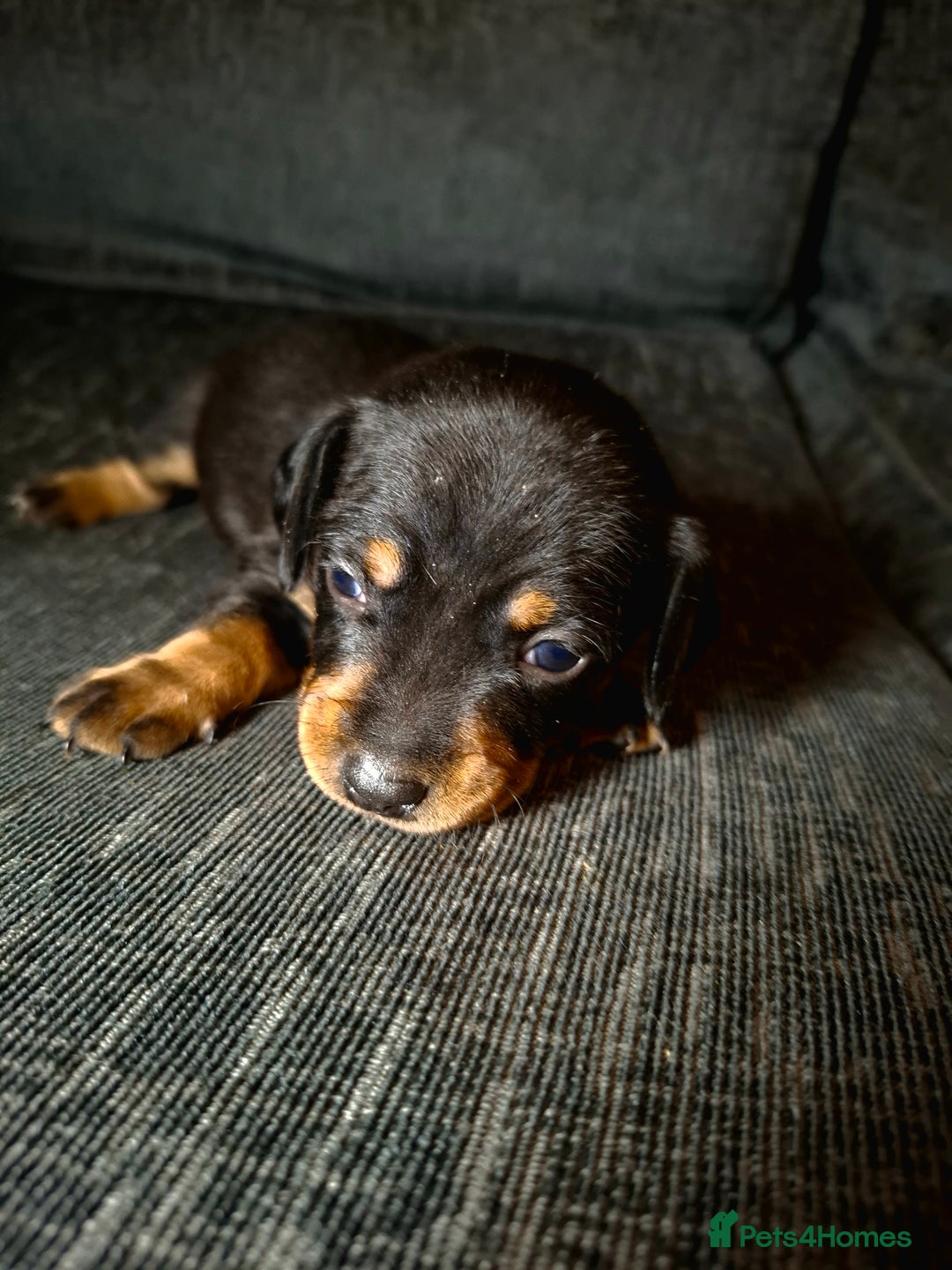Mixed Breed dogs for sale: Dachshund/Jack Russell - Advert 2