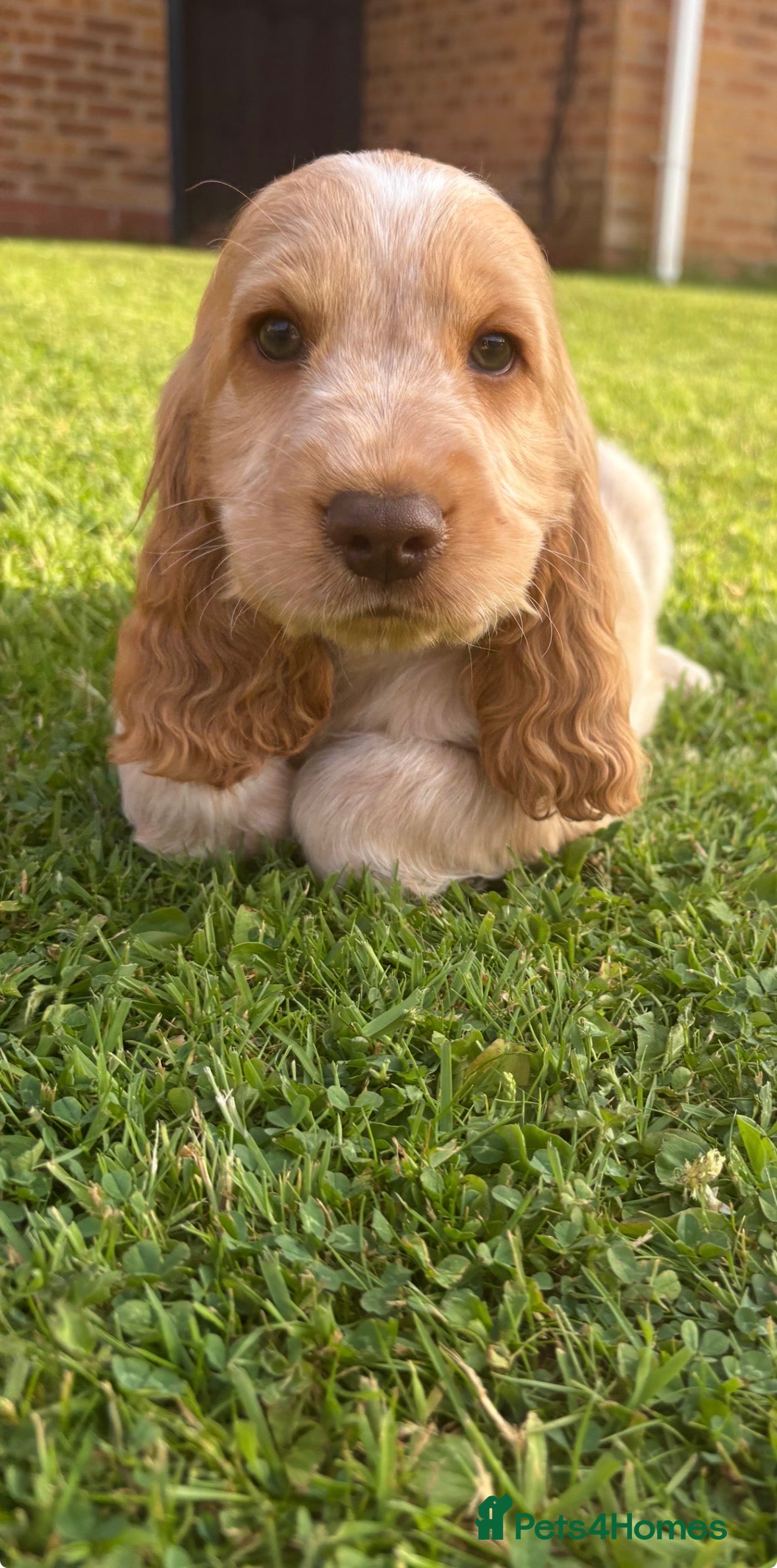 Cocker Spaniel dogs 💙3 Boys💙 KC Registered Show Cockerspaniel Puppy - Advert 2