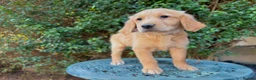 Golden Retriever dogs for sale: READY NOW Fox Red, KC, Health Tested Pups - Advert 1