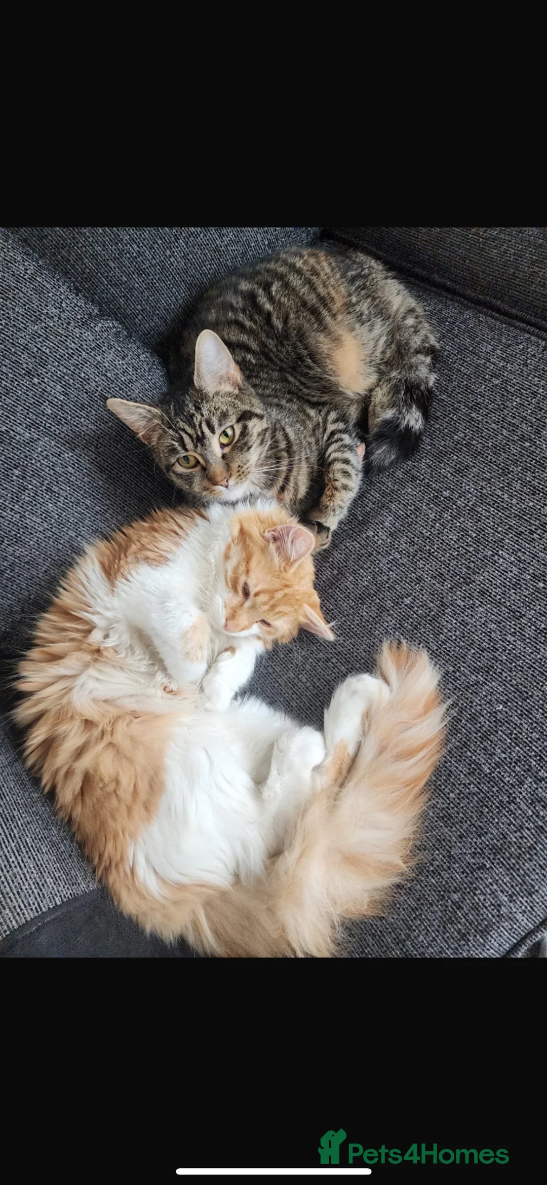 Mixed Breed cats for sale: Two beautiful kittens looking for a loving home  - Advert 1