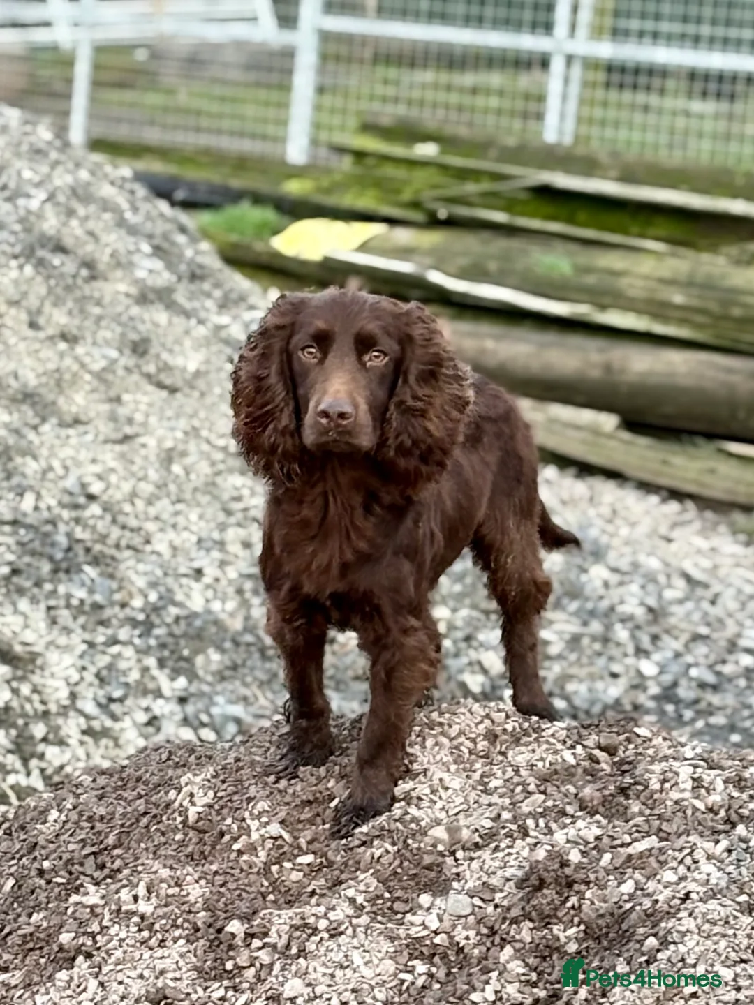 Cocker Spaniel dogs for sale: Chocolate Cocker Spaniel pups - Advert 2
