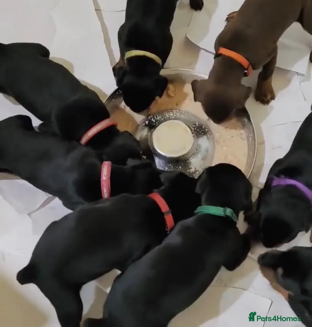Dobermann dogs for sale: Lovely puppy sale  - Advert 2