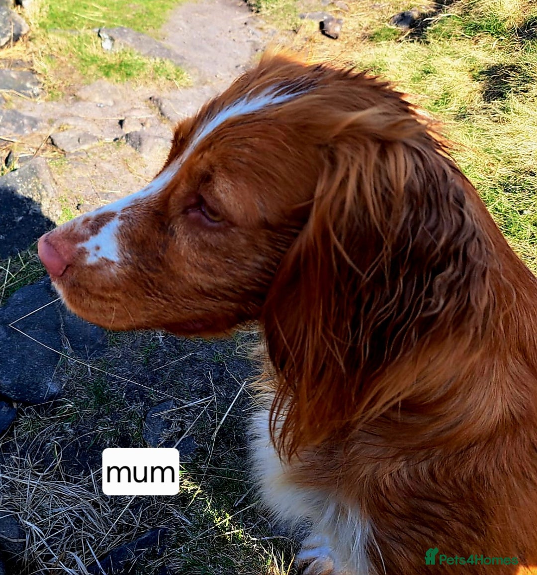 Cocker Spaniel dogs for sale: Stunning Working Cocker Spaniel Pups F1B  - Image 6