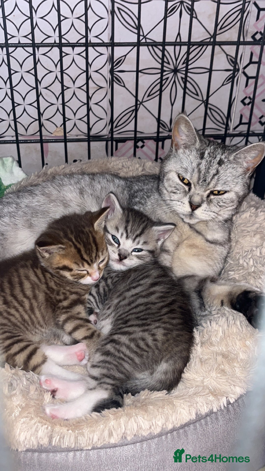 Mixed Breed cats for sale: British Short Hair X Kitten 1 MALE - Advert 1