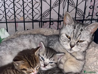 Mixed Breed cats British Short Hair X Kitten 1 MALE - Advert 4