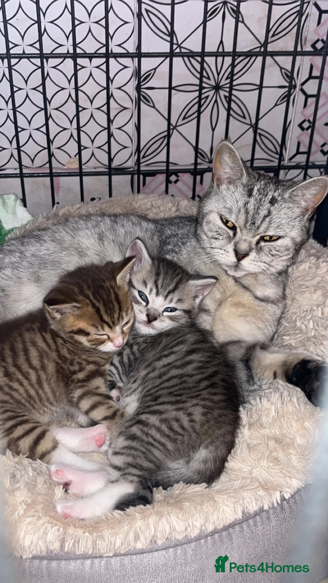 Mixed Breed cats for sale: British Short Hair X Kitten 1 MALE - Advert 1