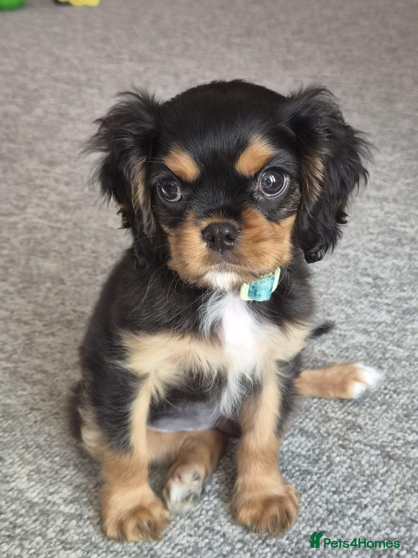 Cavalier King Charles Spaniel dogs KC Reg Cavalier King Charles Spaniel Male - Advert 15