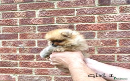 Pomeranian dogs for sale: 🐾Stunning 🐶Extra Small🐻 Teddy Face🔥 - Image 4