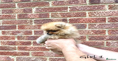 Pomeranian dogs - Advert 4