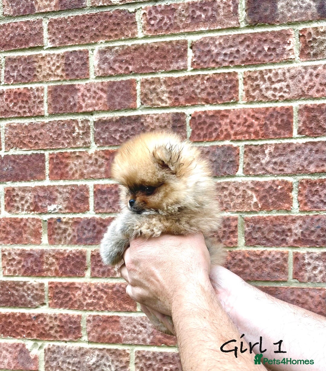 Pomeranian dogs for sale: 🐾Stunning 🐶Extra Small🐻 Teddy Face🔥 - Image 4