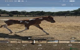 Paint horses for sale: Red Roan Tobiano Filly.   - Image 2