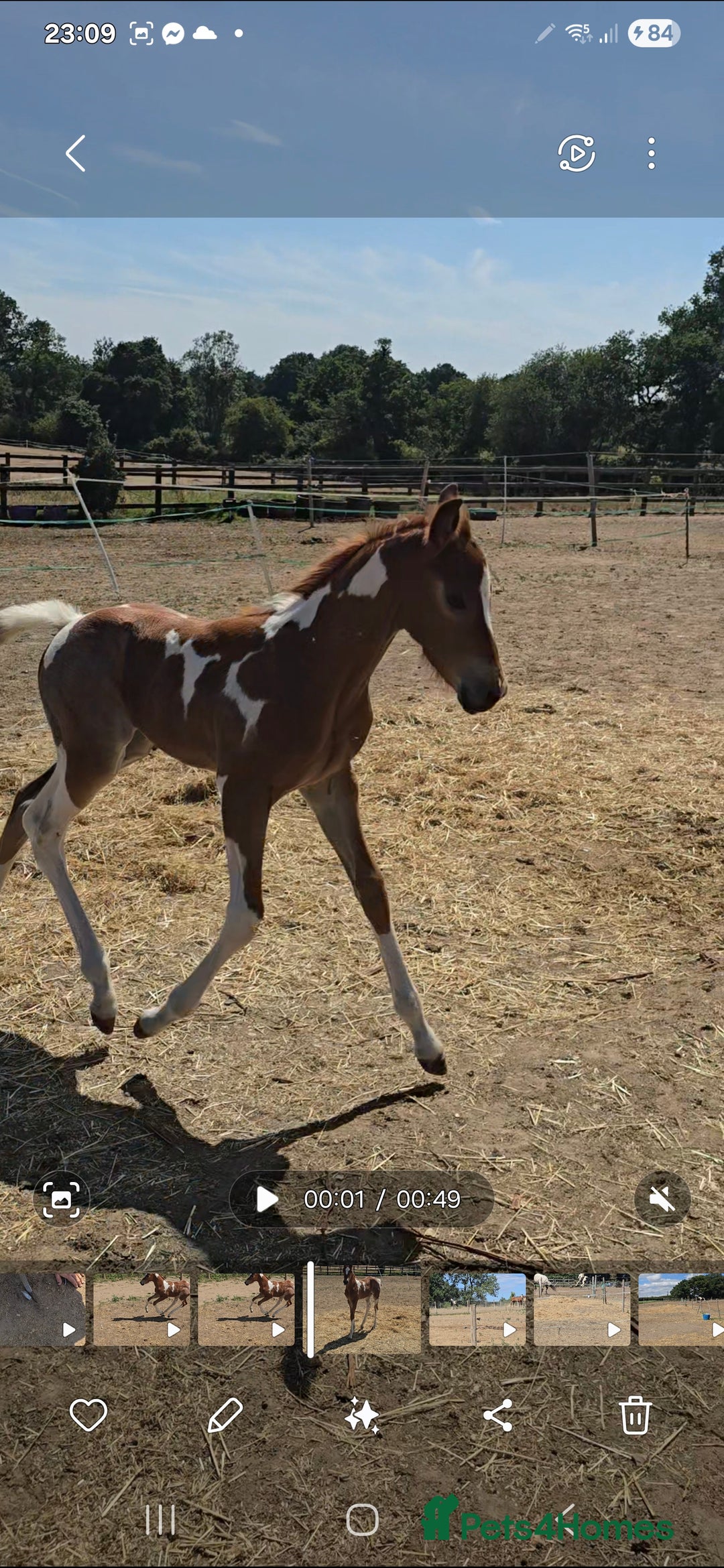 Paint horses for sale: Red Roan Tobiano Filly.   - Image 2