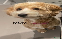 Maltipoo dogs for sale: Beautiful maltipoo puppies - Image 21