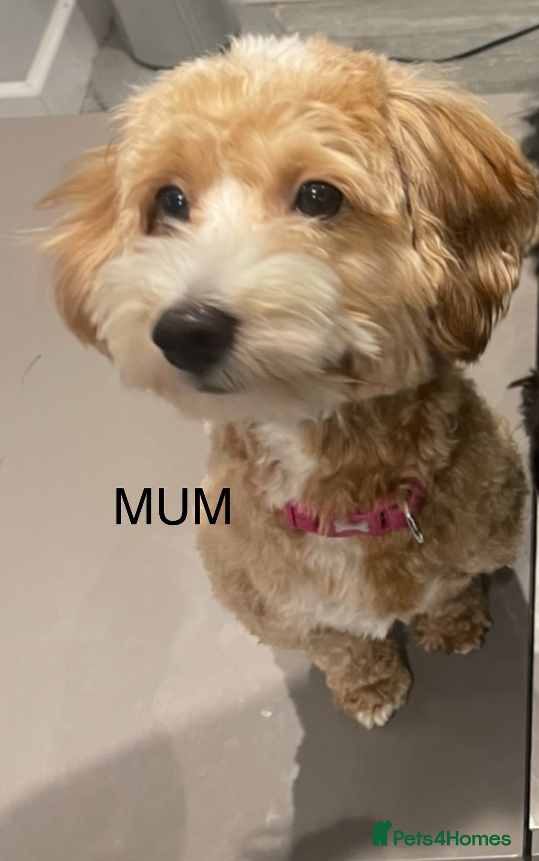 Maltipoo dogs for sale: Beautiful maltipoo puppies - Image 21