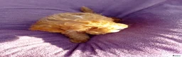 Cockapoo dogs for sale: 5 Cockapoo ready now liensed breeder  - Advert 13
