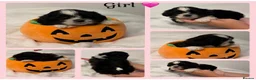 Shih Tzu dogs for sale: 9 beautiful Shih Tuz pups 🩷💙 - Advert 9