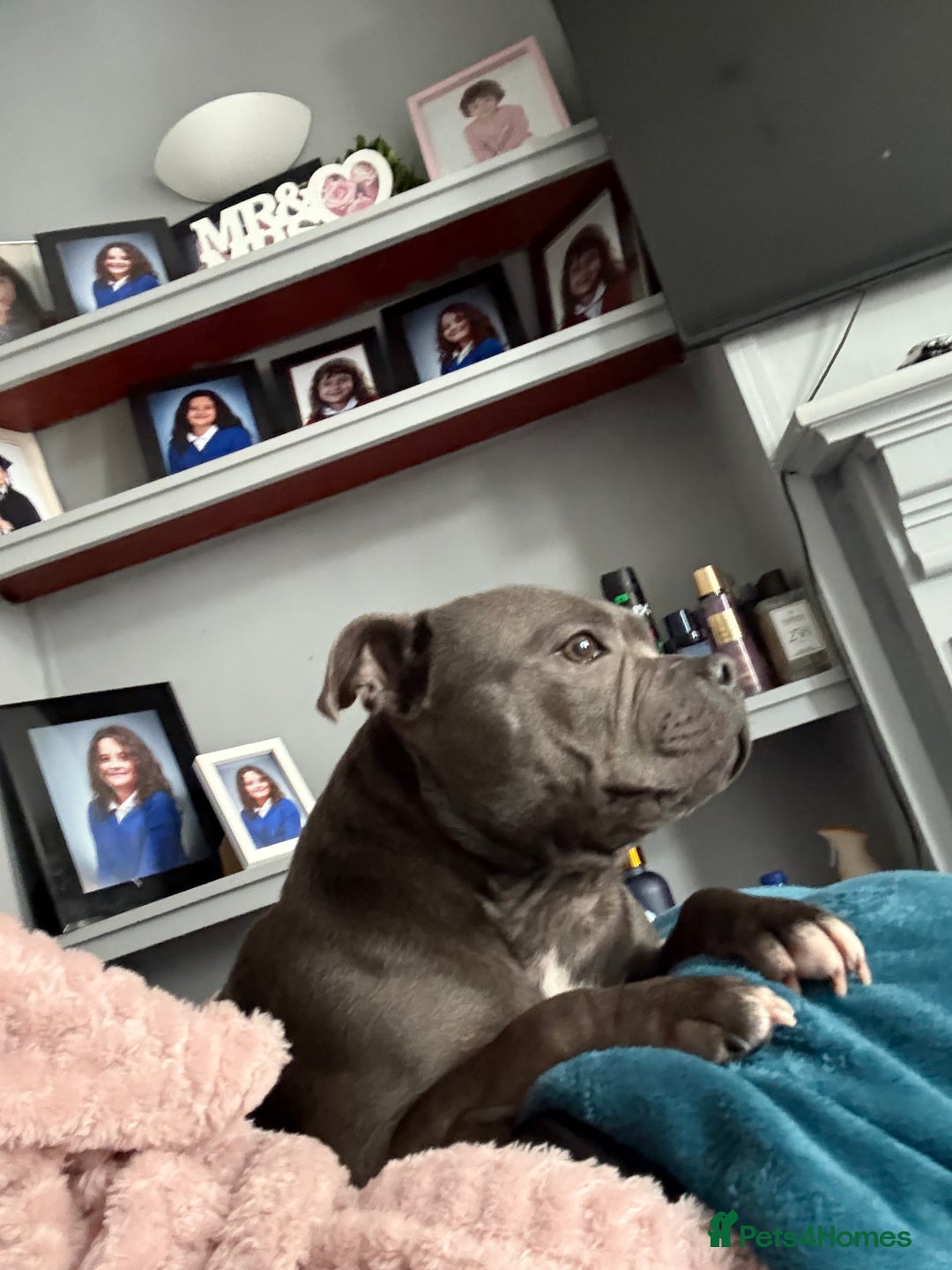 Staffordshire Bull Terrier dogs for sale: Staffordshire bull terrier  - Advert 3