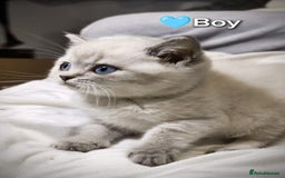 British Shorthair cats for sale: ❤️💙Last 2 Kittens ● TICA Reg ● BSH ●Colorpoints ✨ - Image 10