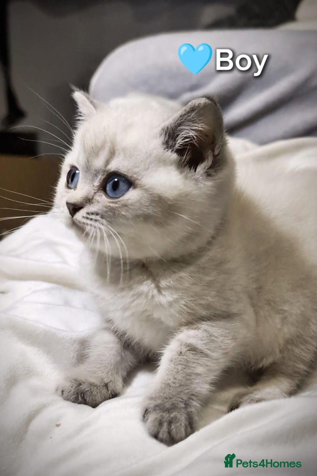 British Shorthair cats for sale: ❤️💙Last 2 Kittens ● TICA Reg ● BSH ●Colorpoints ✨ - Image 10
