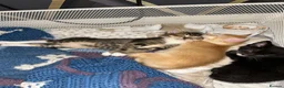 Abyssinian cats for sale: STUNNING ABYSSINIAN MIXED BABIES NEEDING HOMES  - Advert 16