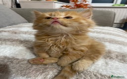 Persian cats for sale: Persian Cross Kittens  - Image 2