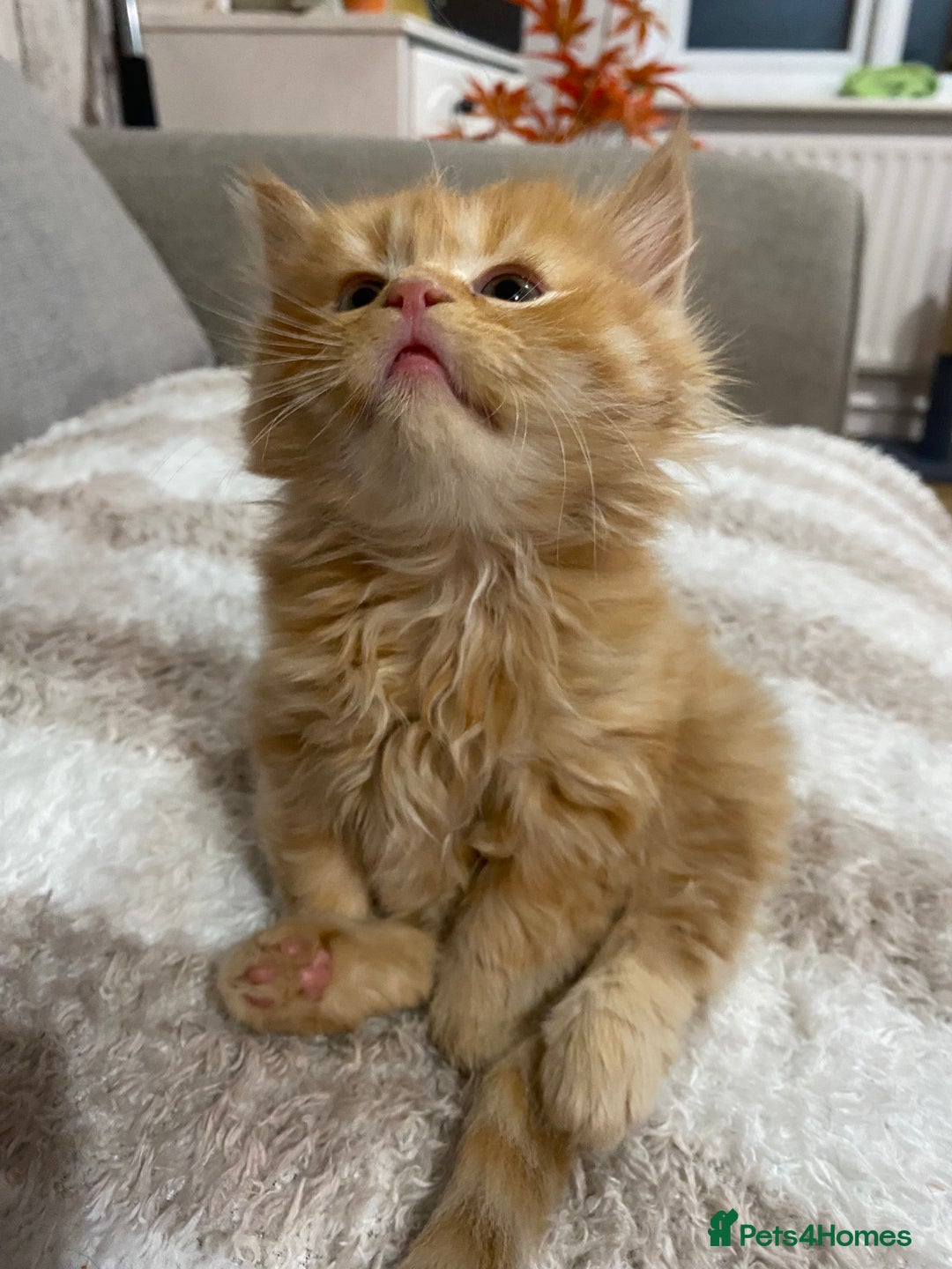 Persian cats for sale: Persian Cross Kittens  - Image 2