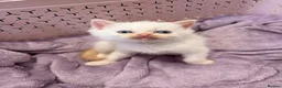 Mixed Breed cats for sale: 6 ragdoll x Persian kittens - Advert 13