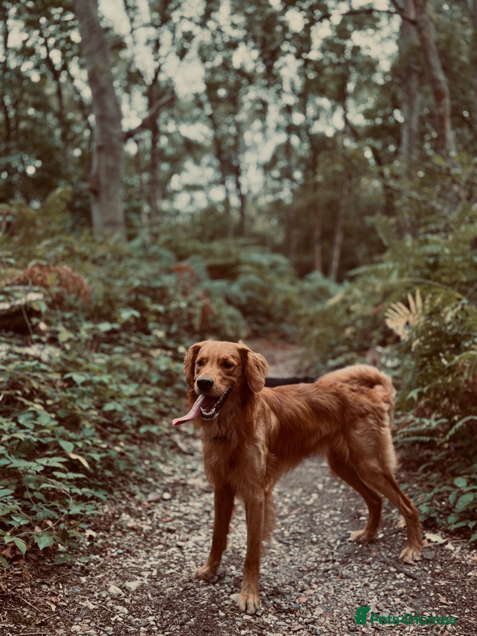 Golden Retriever dogs Red GOLDEN retriever working - Advert 6