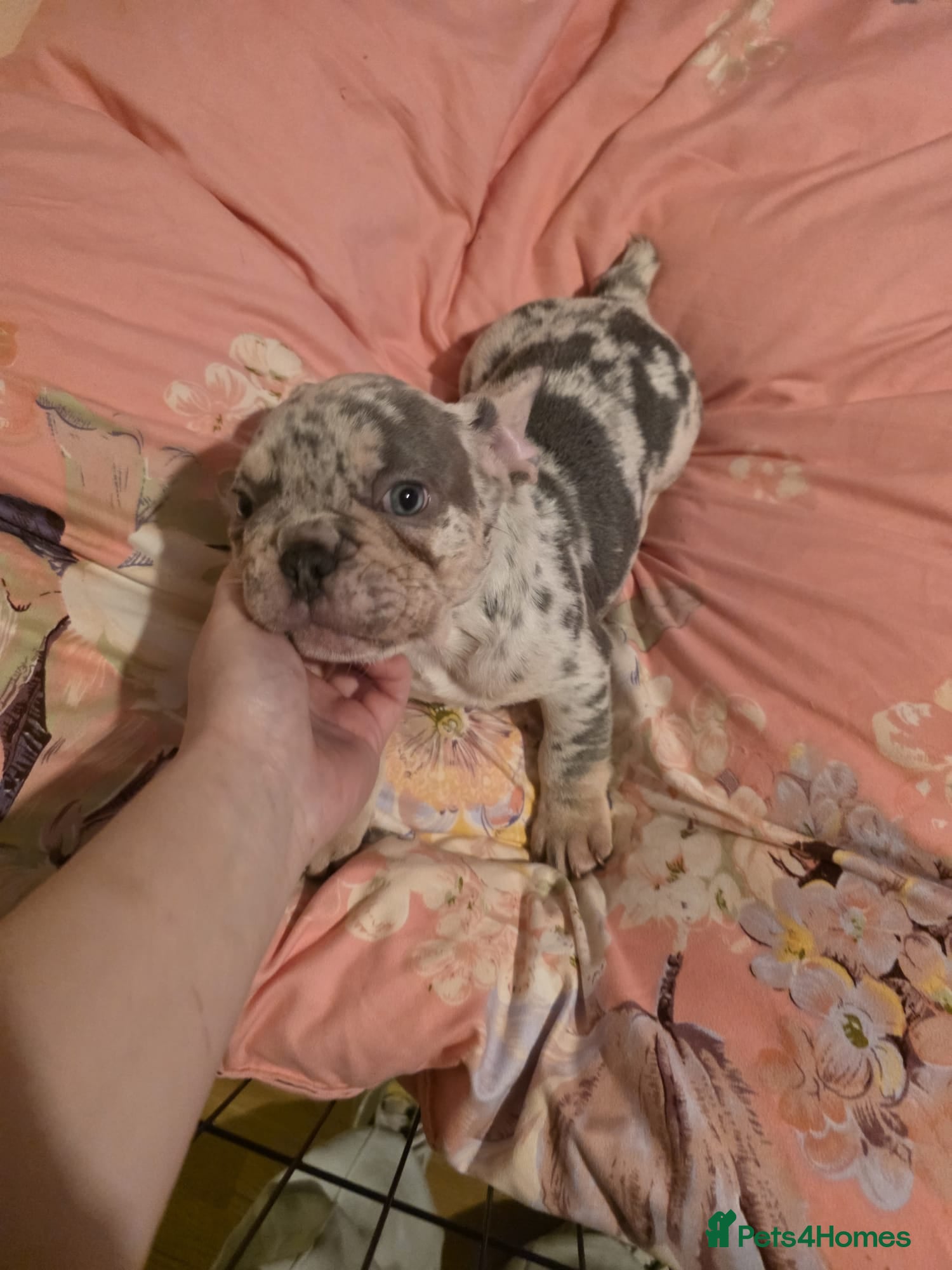 French Bulldog dogs The perfect boy🥺 french bulldog  in Mitcham - Advert 4