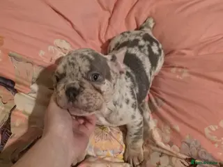 French Bulldog dogs The perfect boy🥺 french bulldog in Mitcham - Advert 1