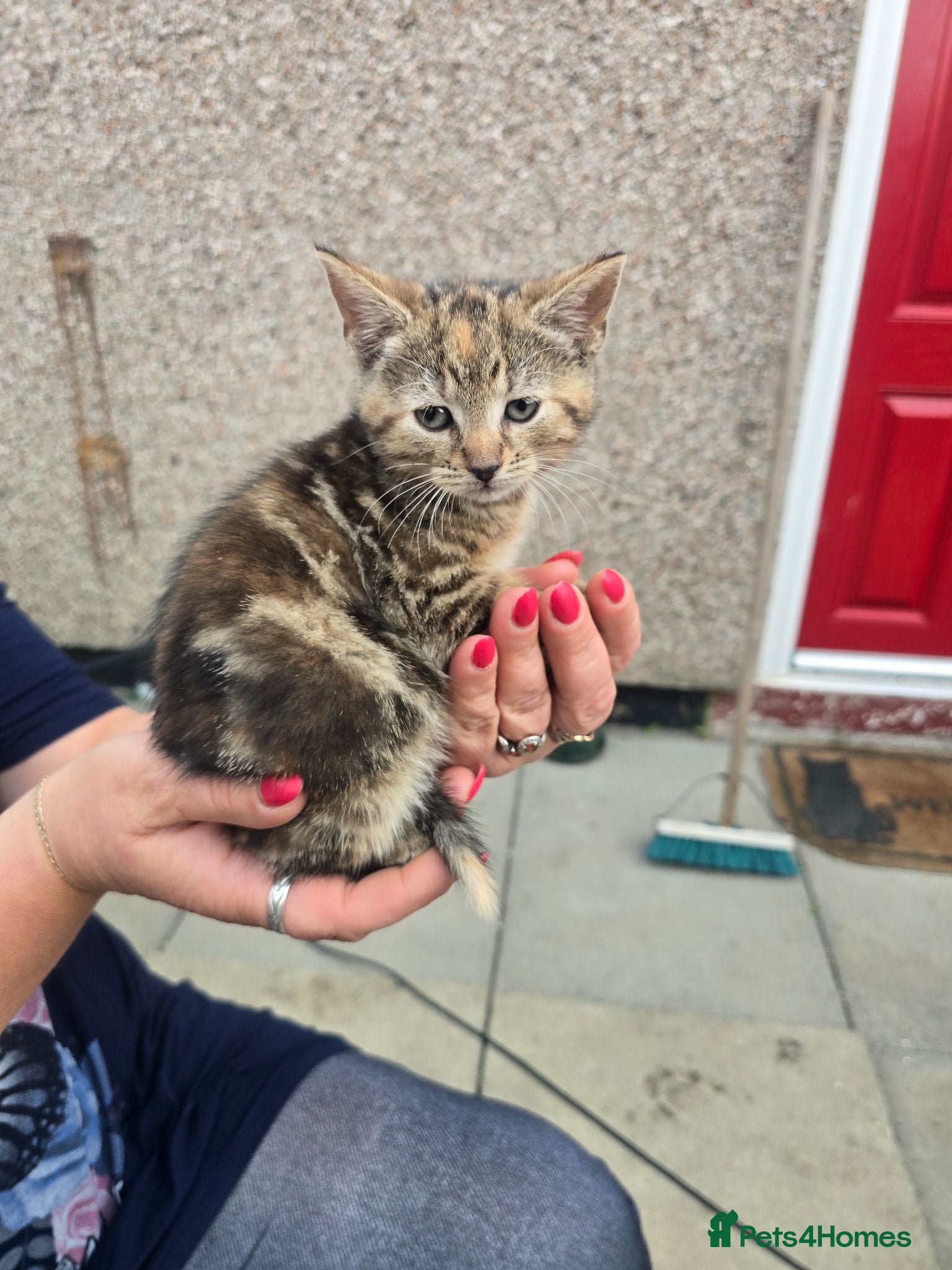 Mixed Breed cats 6 kittens for sale  - Advert 8