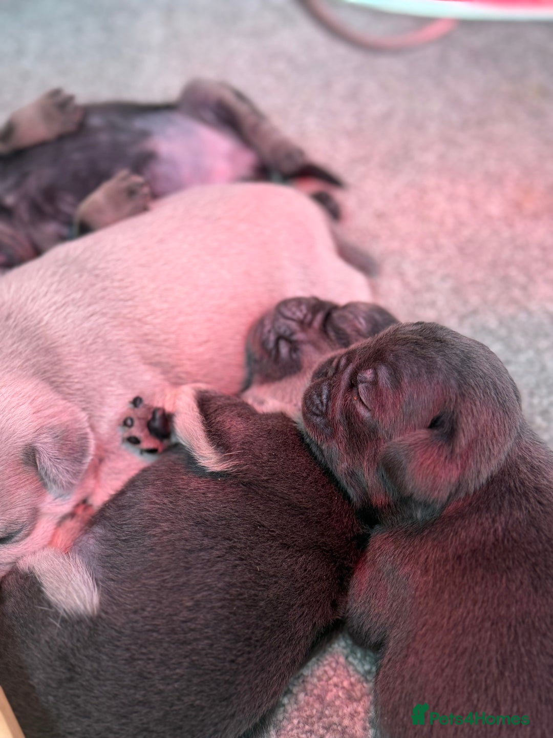Pug dogs for sale: Rare coloured pug puppies available  - Advert 13